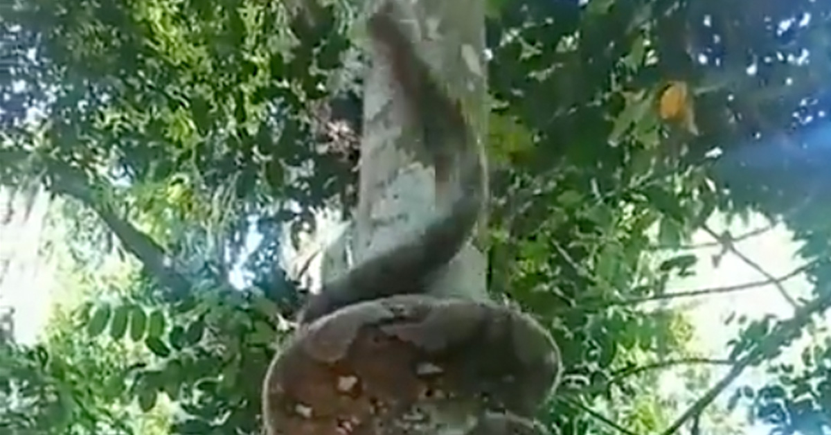 Watch a Python Climb a Tree