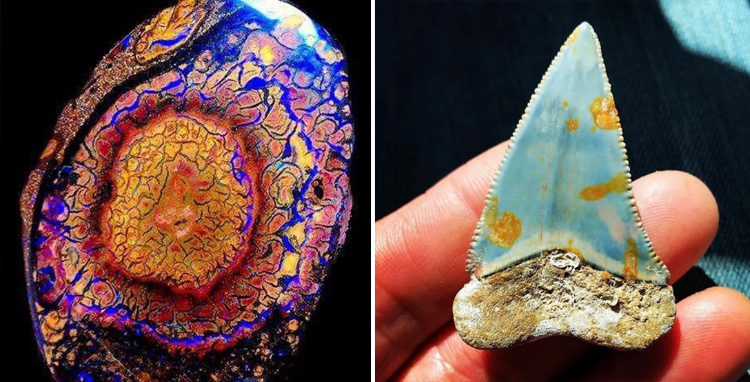 20 Mesmerizing Opals and Opalized Objects